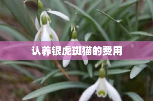 认养银虎斑猫的费用