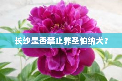 长沙是否禁止养圣伯纳犬？