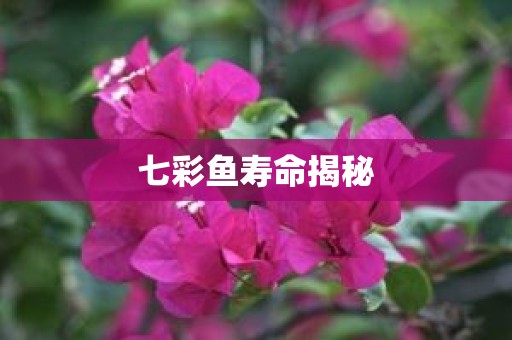 七彩鱼寿命揭秘