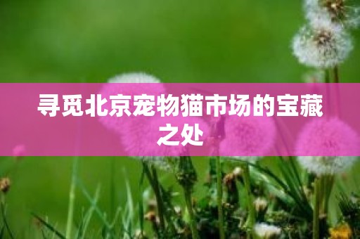 寻觅北京宠物猫市场的宝藏之处