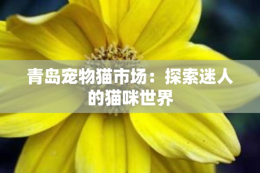 青岛宠物猫市场：探索迷人的猫咪世界