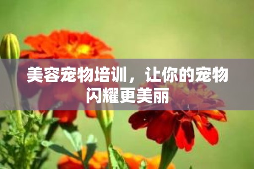 美容宠物培训，让你的宠物闪耀更美丽