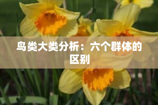 鸟类大类分析：六个群体的区别