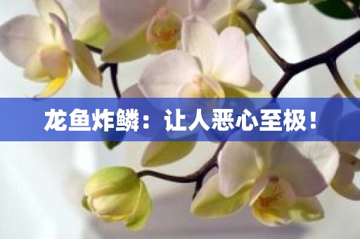 龙鱼炸鳞：让人恶心至极！