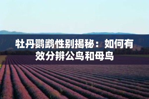 牡丹鹦鹉性别揭秘：如何有效分辨公鸟和母鸟