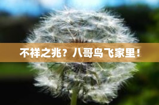 不祥之兆？八哥鸟飞家里！