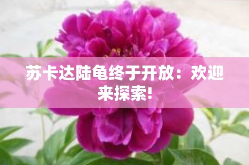 苏卡达陆龟终于开放：欢迎来探索!