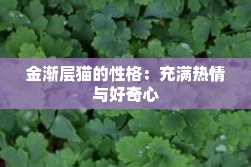 金渐层猫的性格：充满热情与好奇心