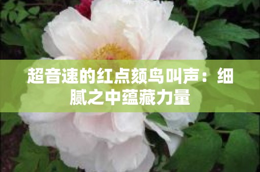 超音速的红点颏鸟叫声：细腻之中蕴藏力量