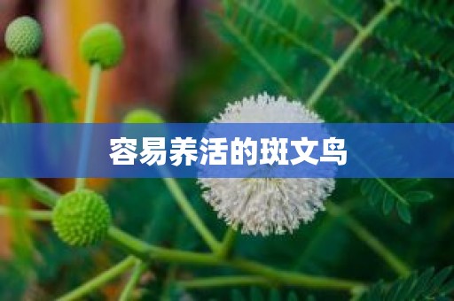 容易养活的斑文鸟