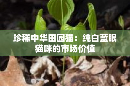 珍稀中华田园猫：纯白蓝眼猫咪的市场价值
