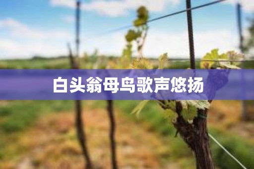 白头翁母鸟歌声悠扬