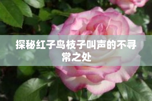 探秘红子鸟枝子叫声的不寻常之处