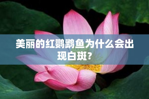 美丽的红鹦鹉鱼为什么会出现白斑？
