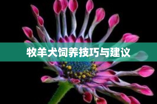 牧羊犬饲养技巧与建议