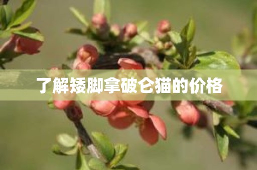 了解矮脚拿破仑猫的价格