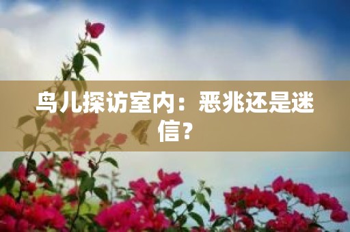 鸟儿探访室内：恶兆还是迷信？