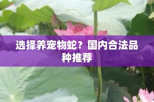 选择养宠物蛇？国内合法品种推荐