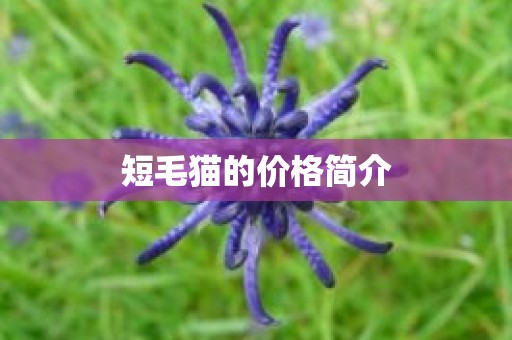 短毛猫的价格简介