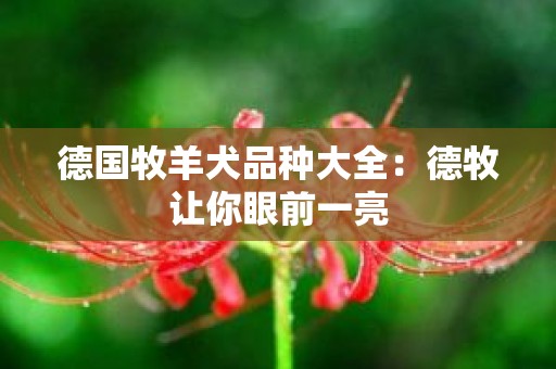 德国牧羊犬品种大全：德牧让你眼前一亮