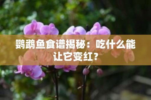 鹦鹉鱼食谱揭秘：吃什么能让它变红？
