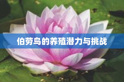 伯劳鸟的养殖潜力与挑战