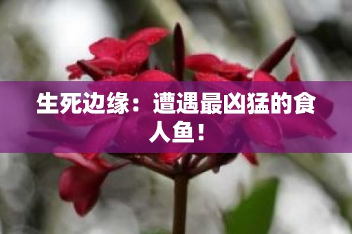 生死边缘：遭遇最凶猛的食人鱼！