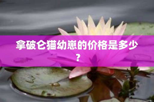 拿破仑猫幼崽的价格是多少？