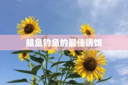 鲳鱼钓鱼的最佳诱饵