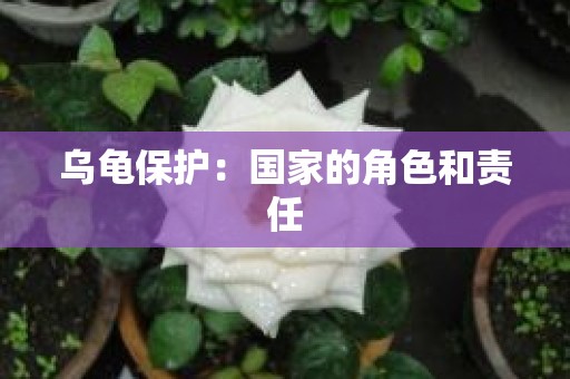 乌龟保护：国家的角色和责任