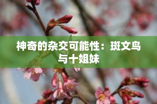 神奇的杂交可能性：斑文鸟与十姐妹