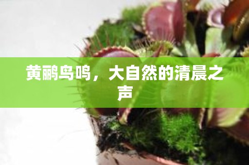 黄鹂鸟鸣，大自然的清晨之声