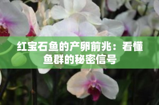 红宝石鱼的产卵前兆：看懂鱼群的秘密信号