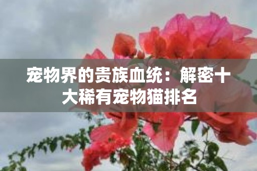 宠物界的贵族血统：解密十大稀有宠物猫排名