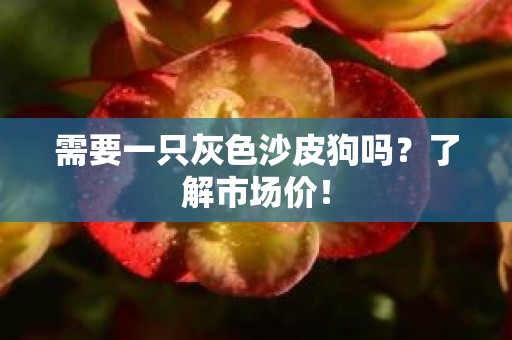 需要一只灰色沙皮狗吗？了解市场价！