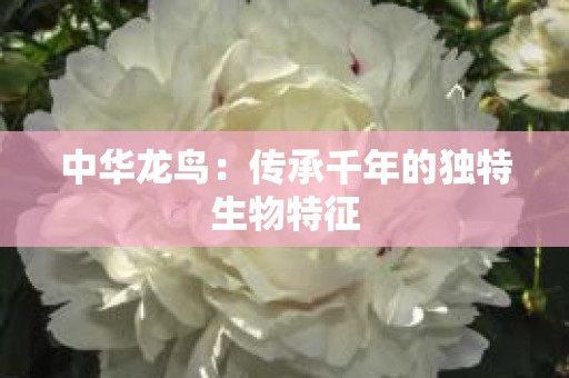 中华龙鸟：传承千年的独特生物特征