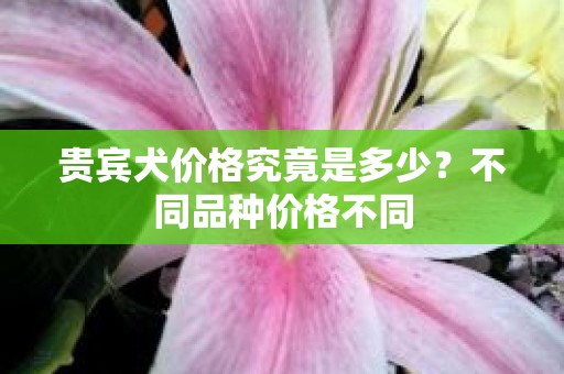 贵宾犬价格究竟是多少？不同品种价格不同