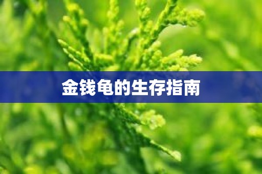 金钱龟的生存指南