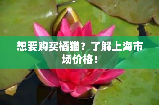 想要购买橘猫？了解上海市场价格！