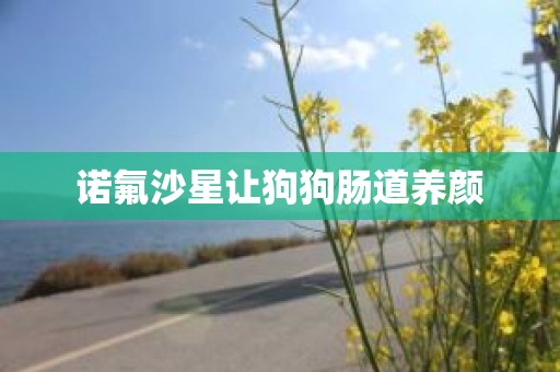 诺氟沙星让狗狗肠道养颜