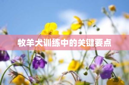 牧羊犬训练中的关键要点