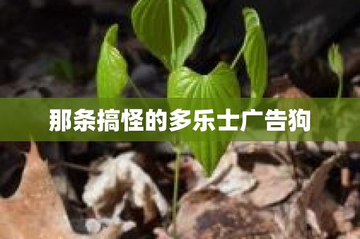 那条搞怪的多乐士广告狗