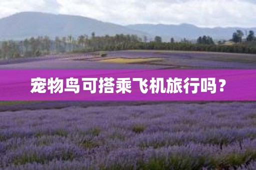 宠物鸟可搭乘飞机旅行吗？