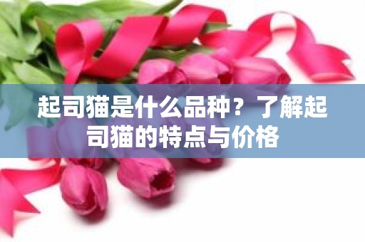 起司猫是什么品种？了解起司猫的特点与价格
