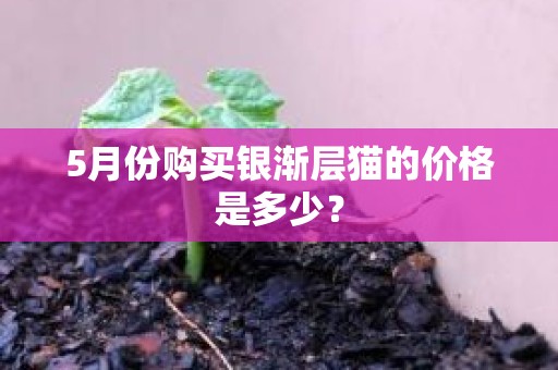 5月份购买银渐层猫的价格是多少？