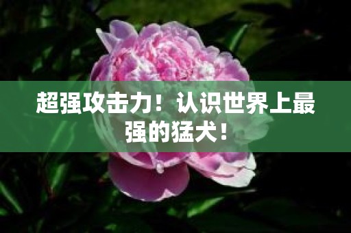 超强攻击力！认识世界上最强的猛犬！