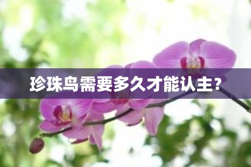 珍珠鸟需要多久才能认主？