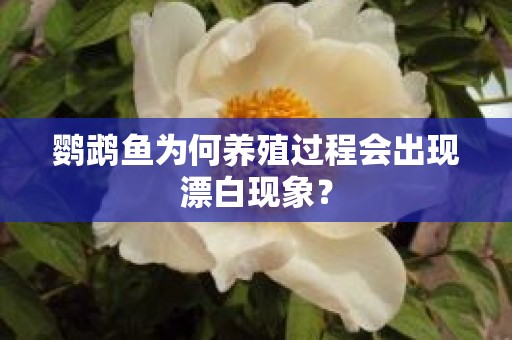 鹦鹉鱼为何养殖过程会出现漂白现象？