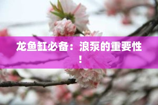 龙鱼缸必备：浪泵的重要性！