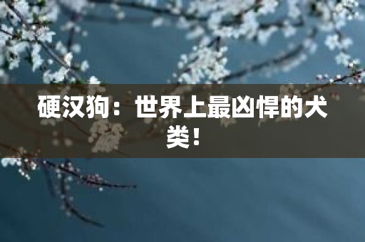 硬汉狗：世界上最凶悍的犬类！